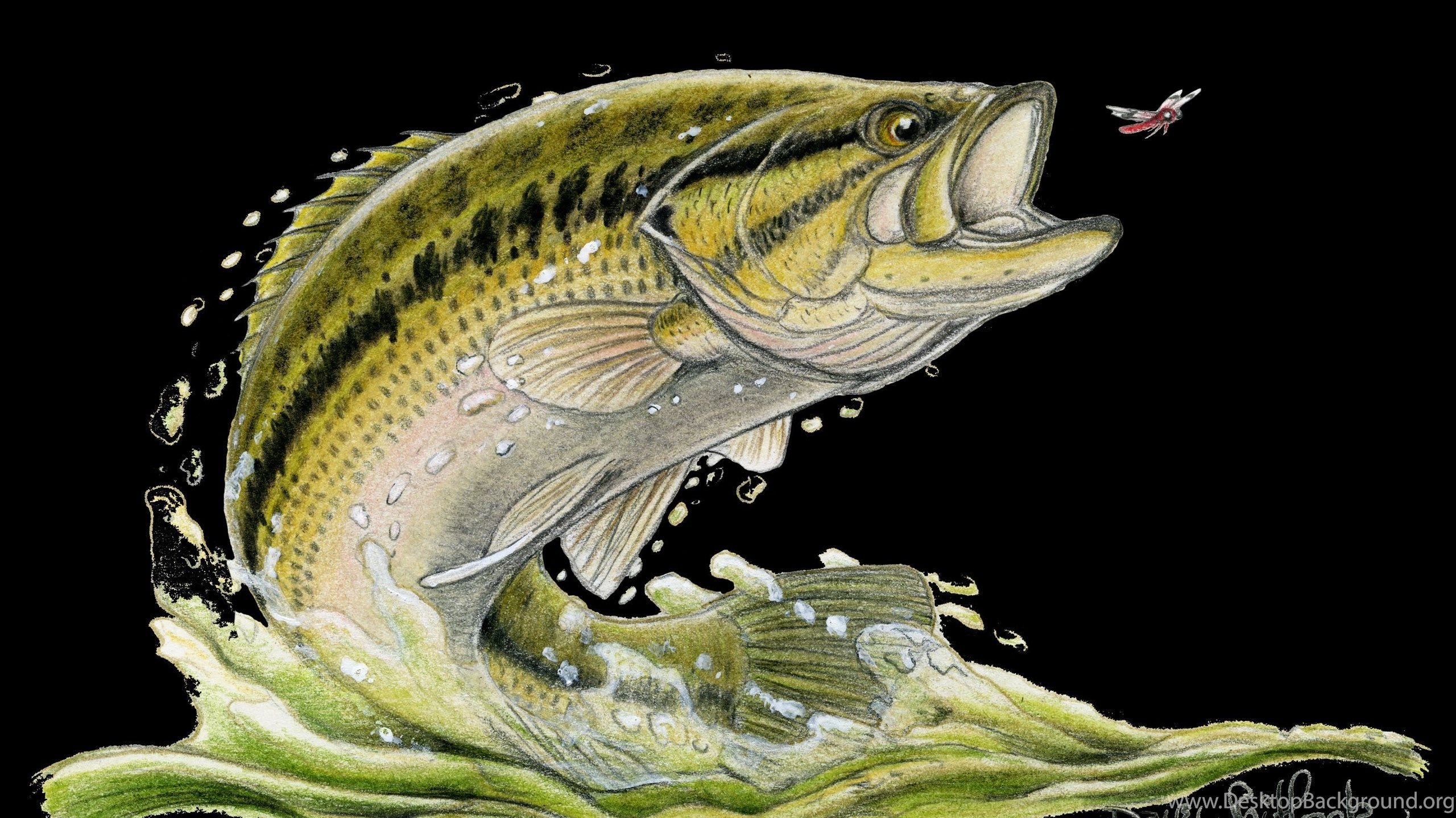 Smallmouth Bass Wallpaper Desktop Background