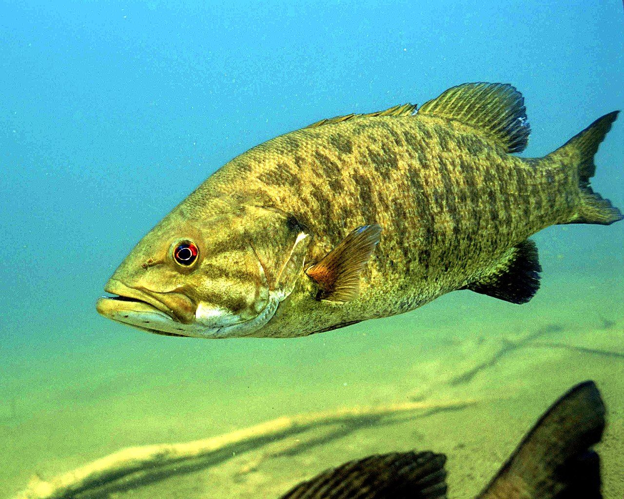 Detailed underwater photo of smallmouth bass fish micropterus