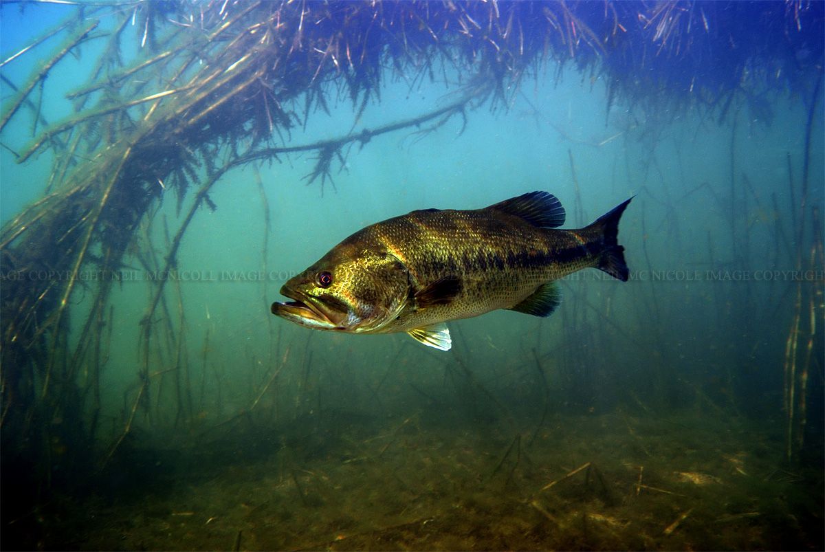 Free download Largemouth Bass Largemouth bass framed by [1200x803] for your Desktop, Mobile & Tablet. Explore Smallmouth Bass Wallpaper. Bass Guitar Wallpaper, Fishing Desktop Wallpaper, Fish Wallpaper for Walls