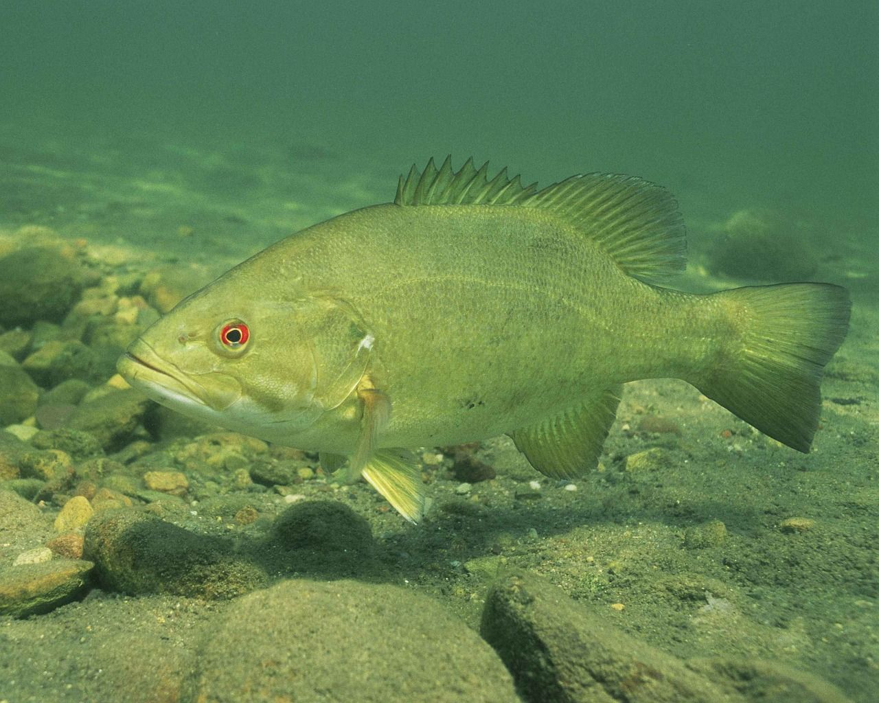The Year of the Smallmouth Bass by Pat Kirmse. Friends of the Fox River