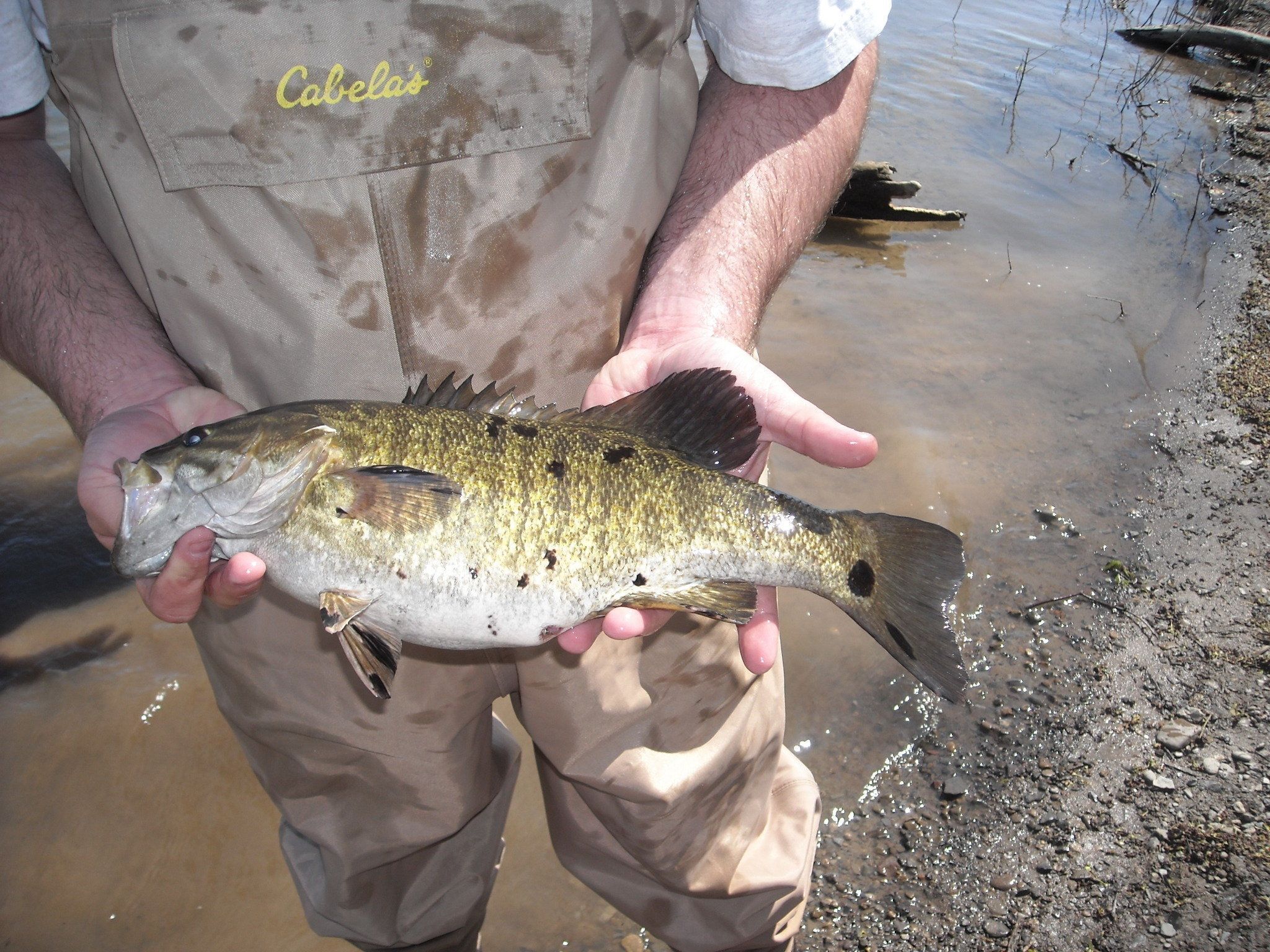 Smallmouth Bass With Black Spots