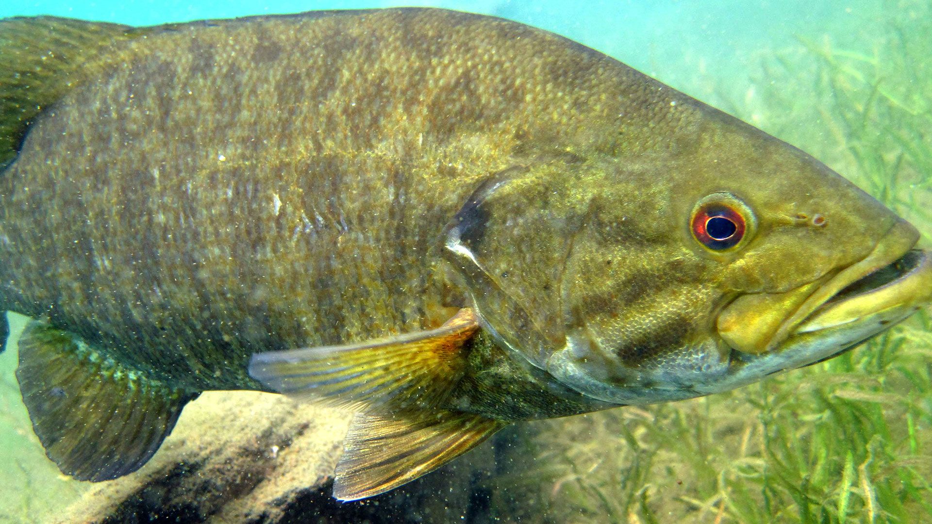 Watch Fly Fishing For Smallmouth Bass