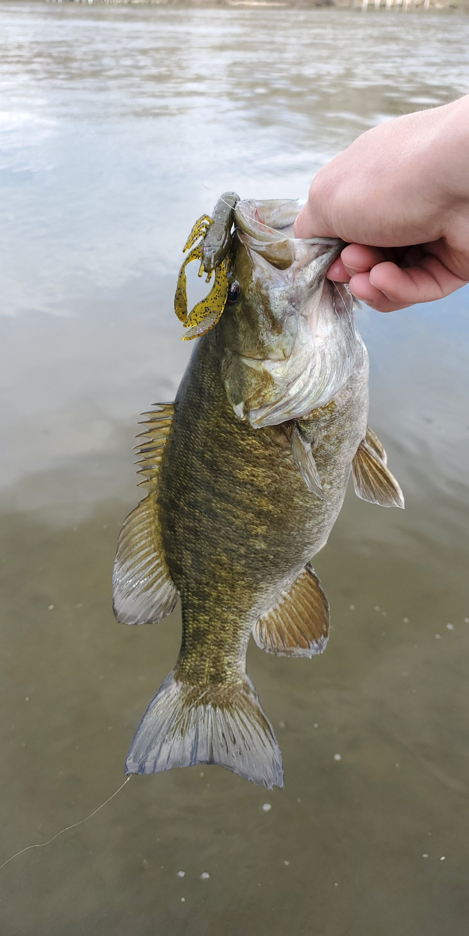 Catch from last spring has been my phone's wallpaper for a couple months now. 16in on a ned rigged craw: bassfishing