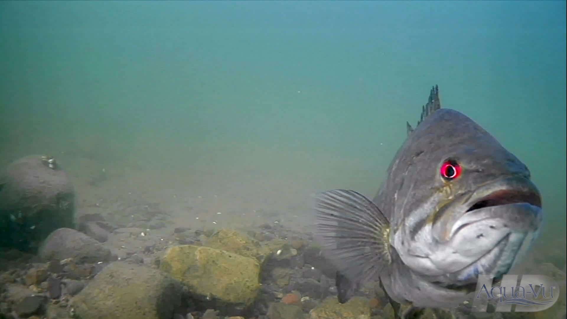 Smallmouth Bass Spawning Courtship During Spring AnglingBuzz