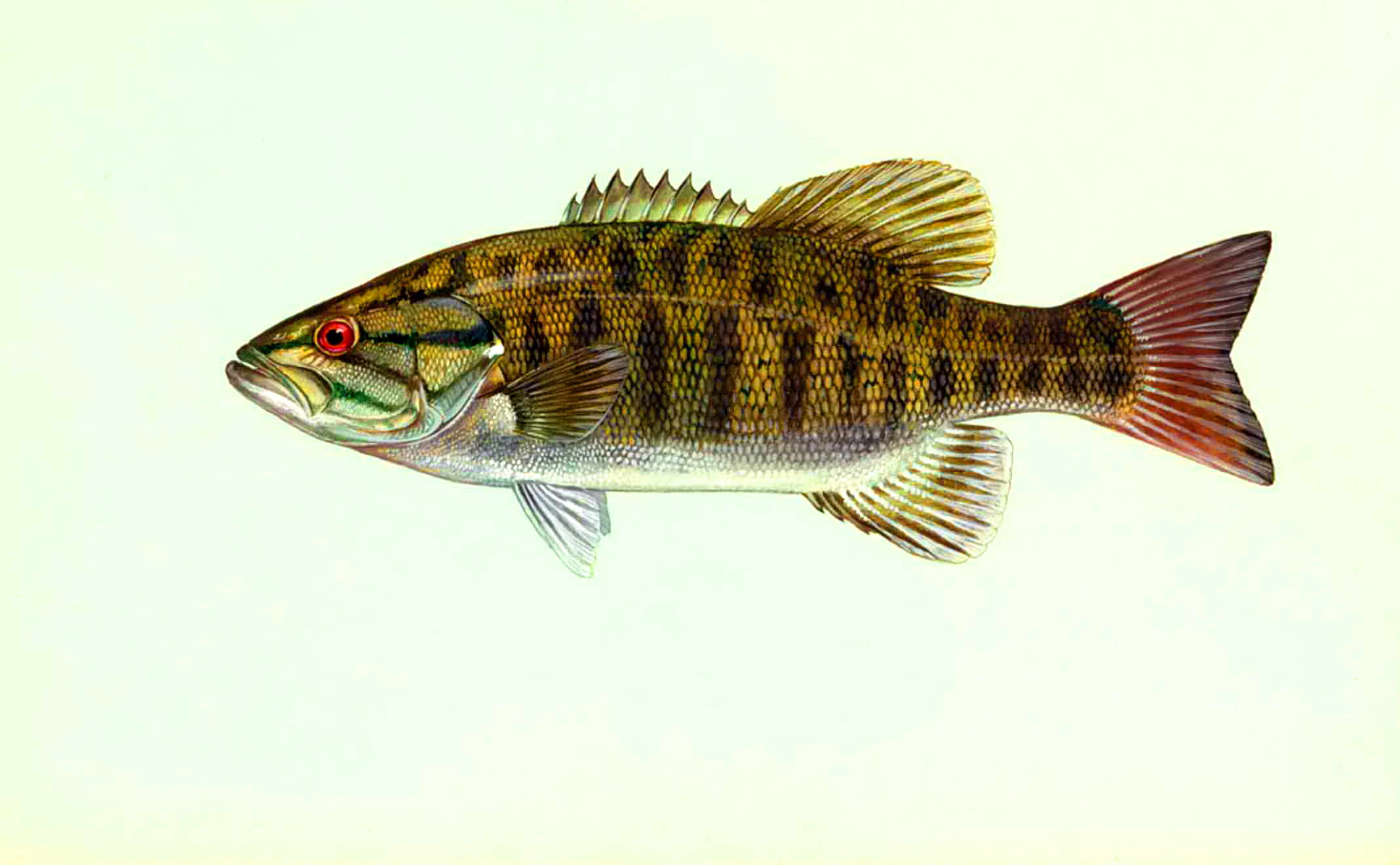 Free picture: micropterus dolomieu, smallmouth, bass, fish