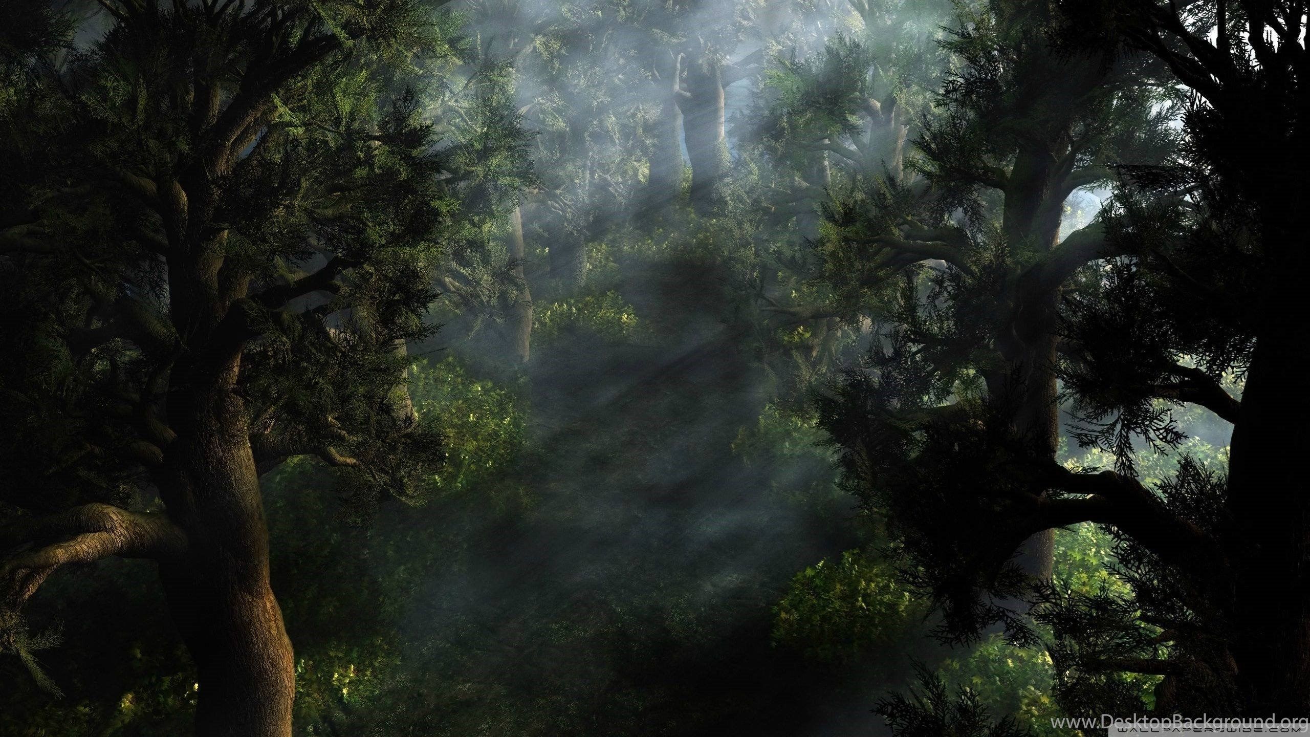 Mystical Forest Wallpaper Desktop Background