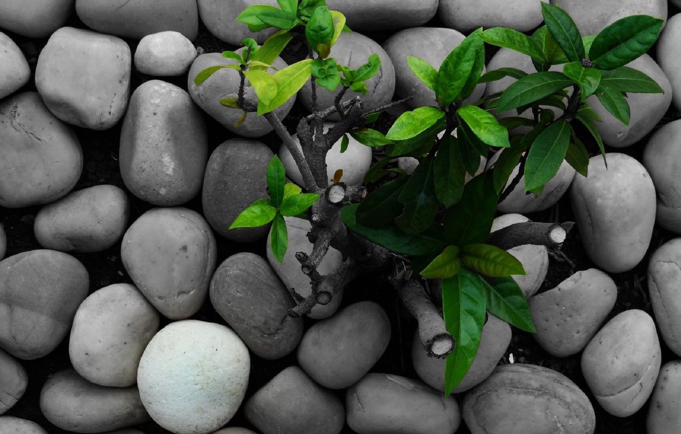 Wallpaper grass, nature, green, stones, green, plants, grass, nature, rocks, plant image for desktop, section макро