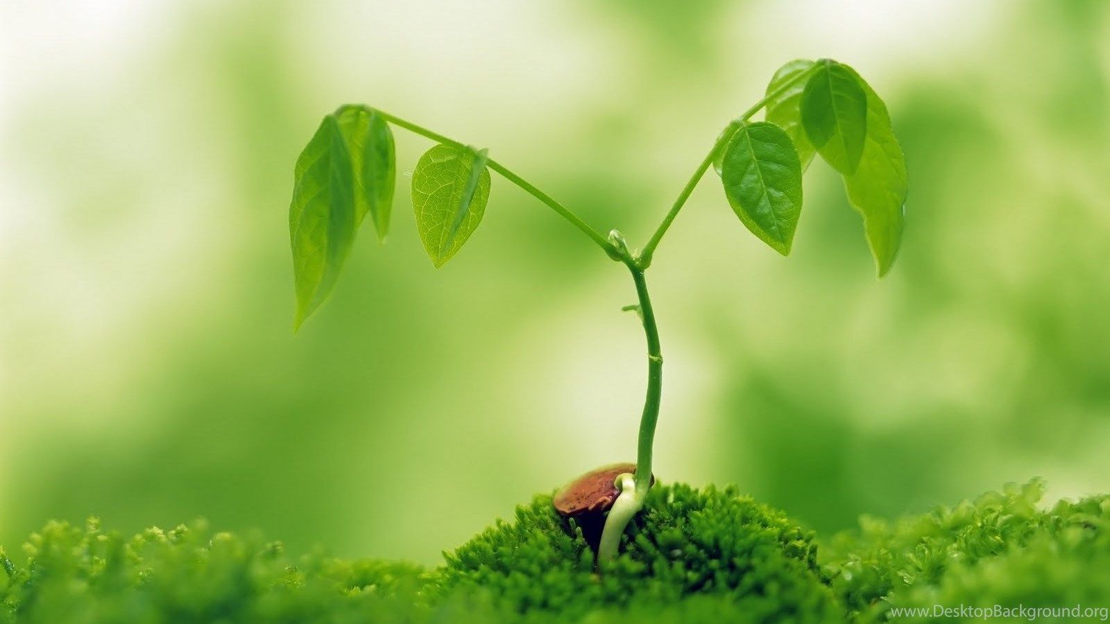 Green Nature Plant HD Wallpaper Desktop Background