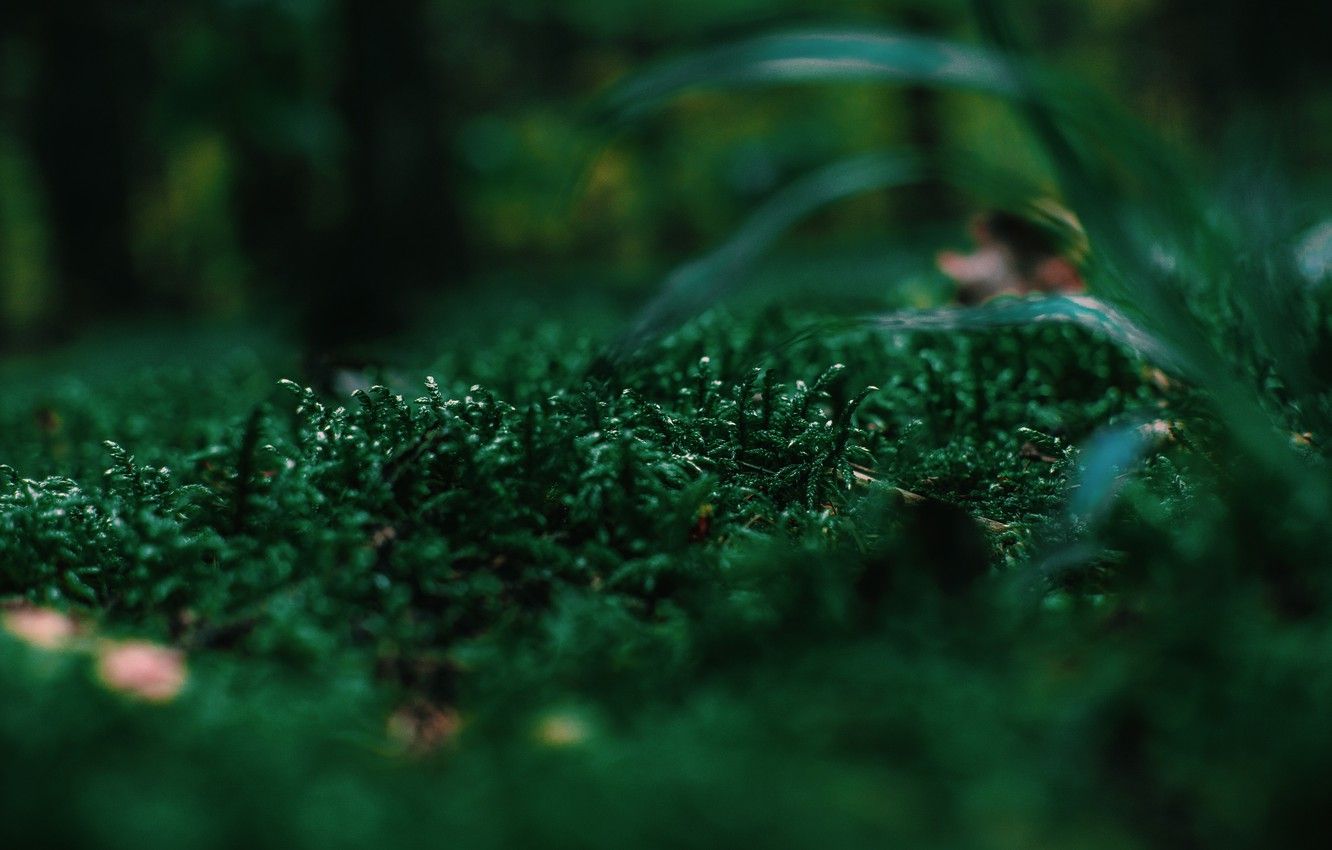 Wallpaper HD Dark Green Nature