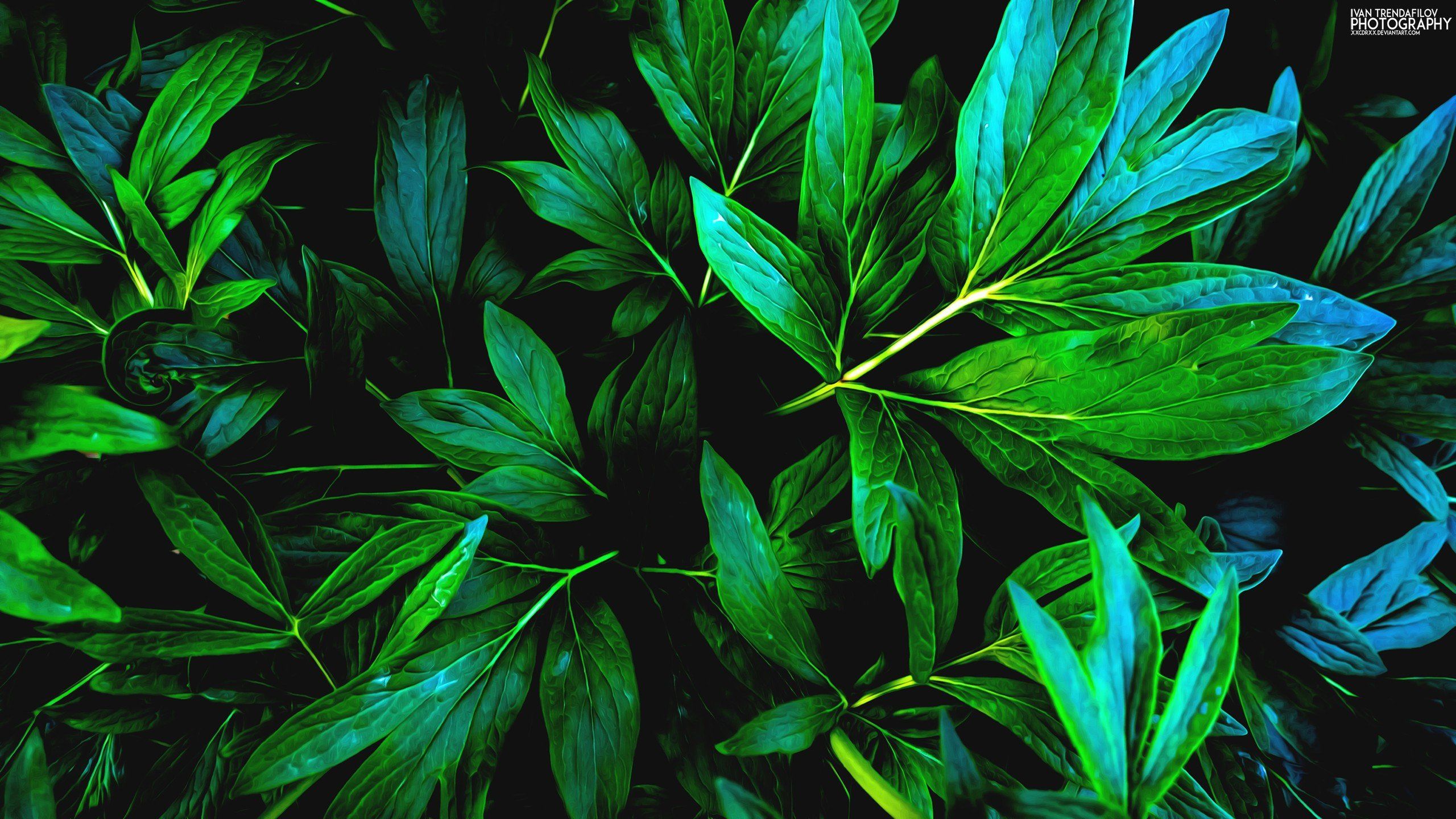 Wallpaper, 2560x1440 px, green, leaves, nature, plants, shadow 2560x1440