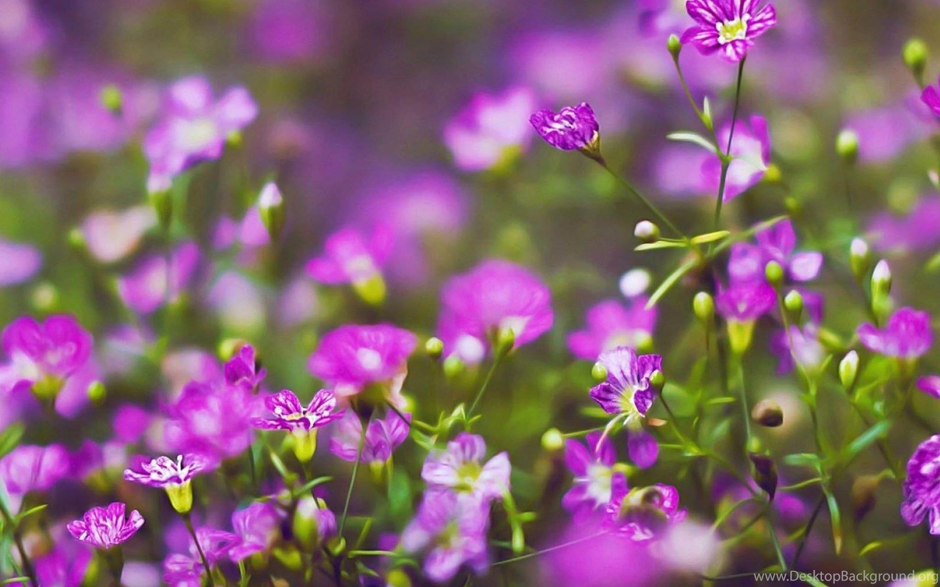 Purple Flowers HD Nature Plant / HD iPad Wallpaper Desktop Background