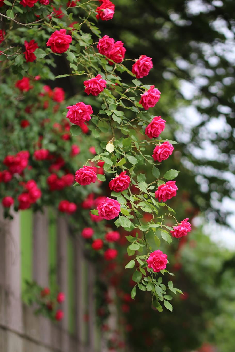 Rose, Rose Vines, Nature, Plants, Beautiful, Red Roses, Vine Plant HD Wallpaper