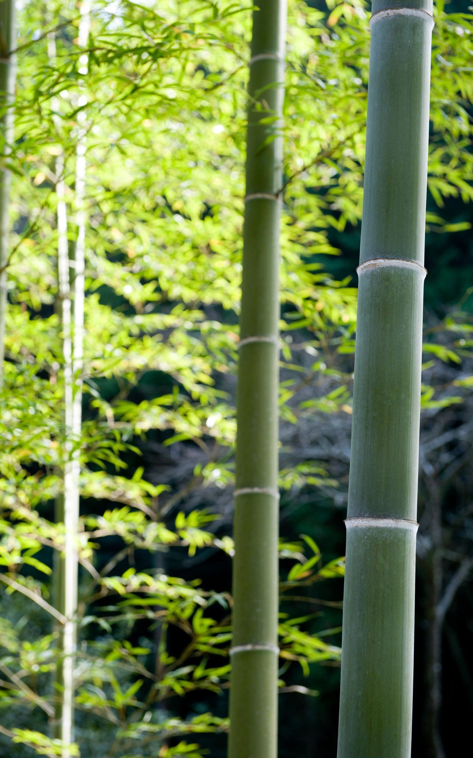 bamboo, Nature, Plants, Forest, Portrait Display Wallpaper HD / Desktop and Mobile Background