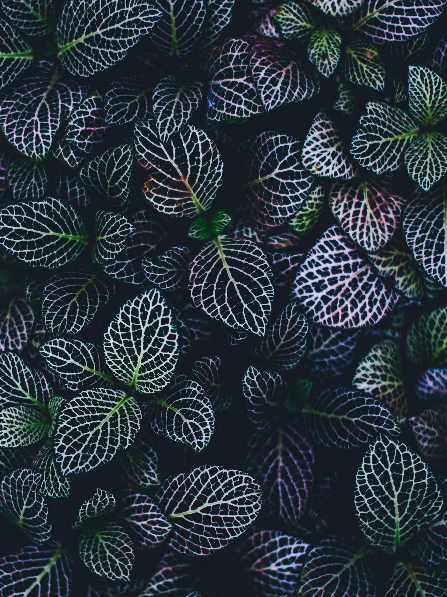 Leaves Wallpaper 4K, Plant, Botanical garden, Pattern, Nature