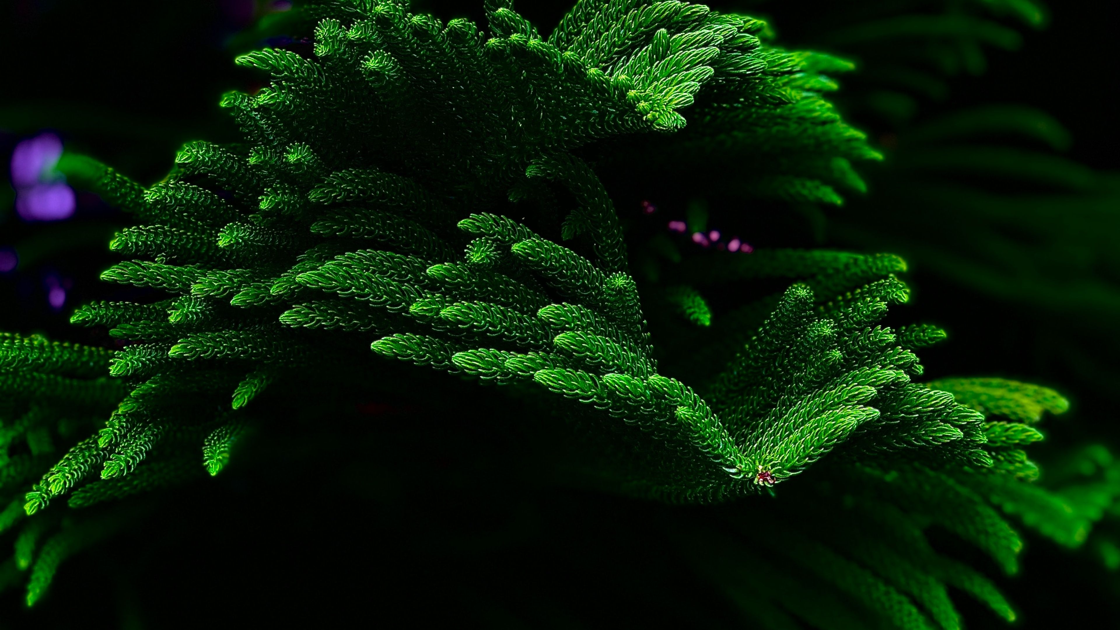 Green Plant Wallpaper 4K, Closeup, Dark background, Selective Focus, Fresh, Nature