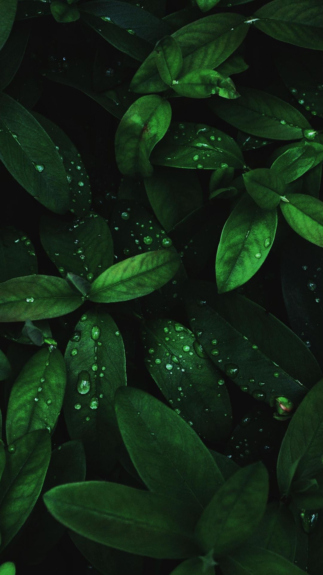 Flora, drops, green leaves, 1080x1920 wallpaper. Leaves wallpaper iphone, Android wallpaper, Dark green aesthetic