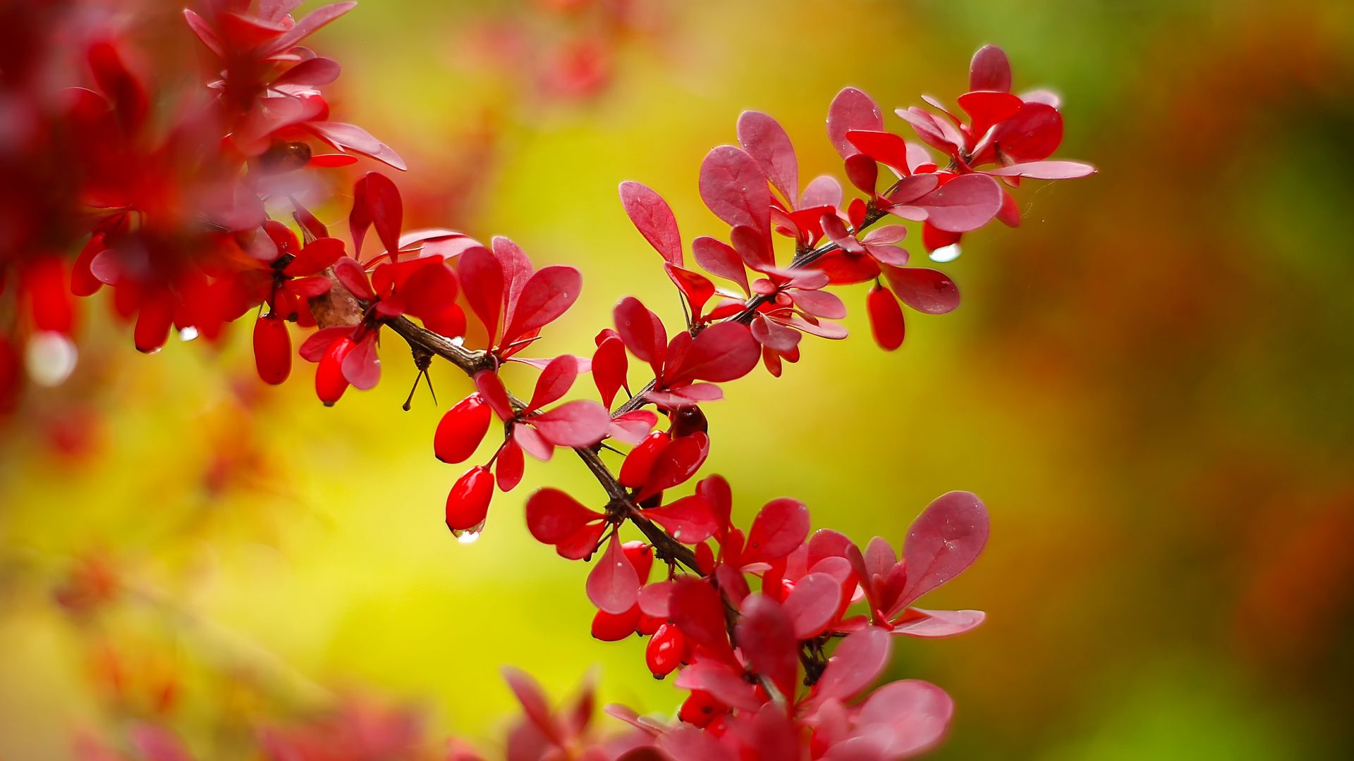 Wallpaper, red, colorful, nature, plants, outdoors, fall, bright, macro, closeup, depth of field, bokeh, leaves 1920x1080