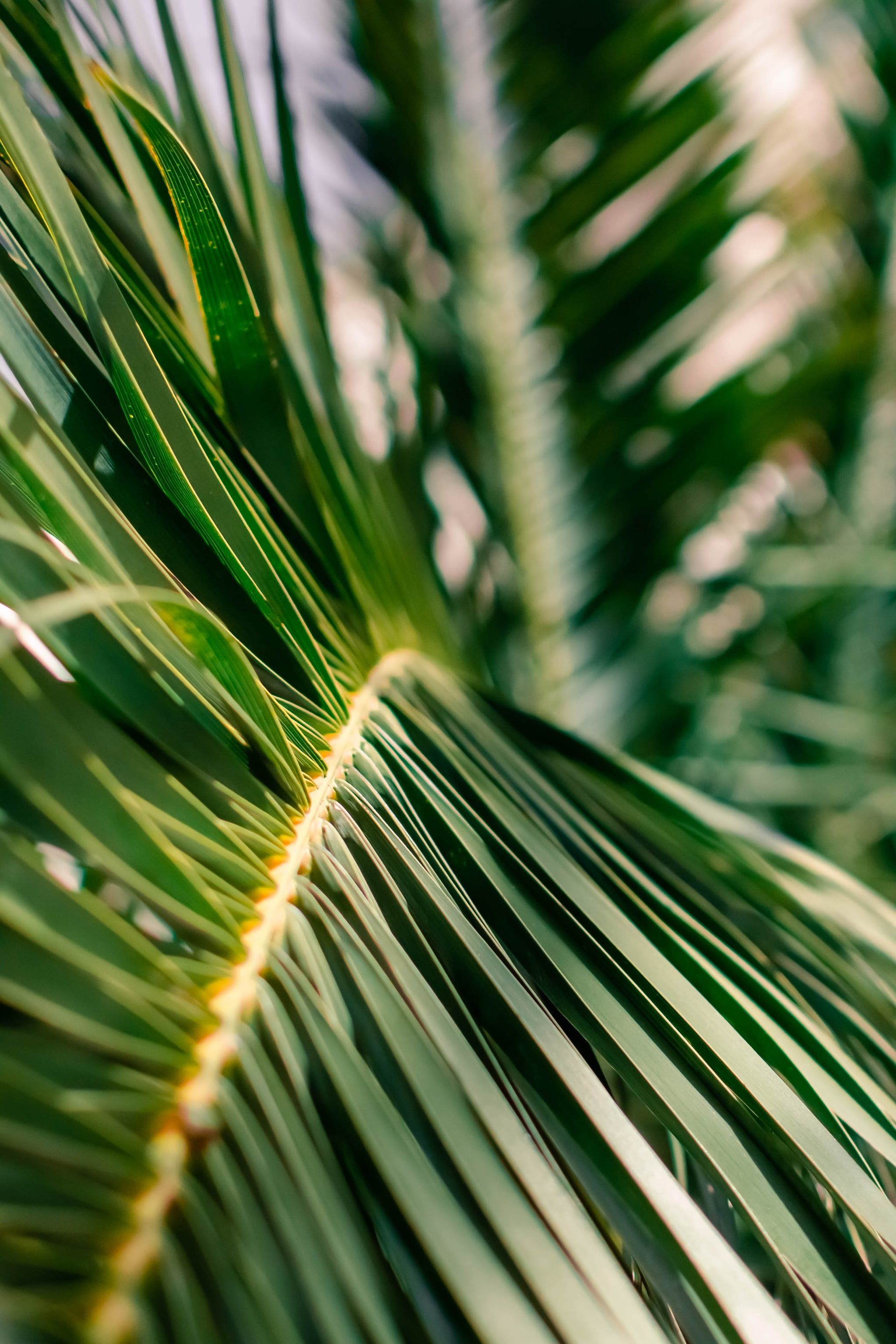 Palm Leaf iPhone Wallpaper Bright and Beautiful iPhone Wallpaper That Scream I'm Ready For Summer