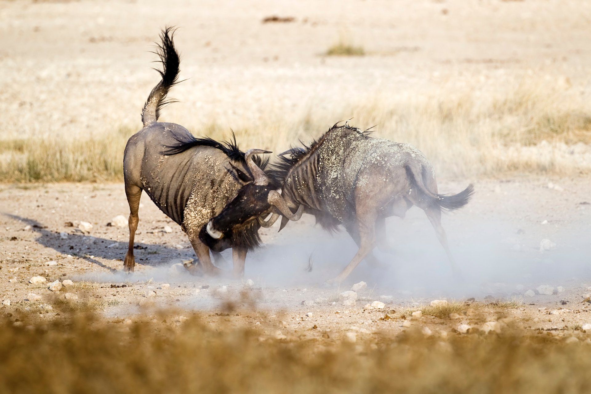 Blue Wildebeest HD Wallpaper and Background Image