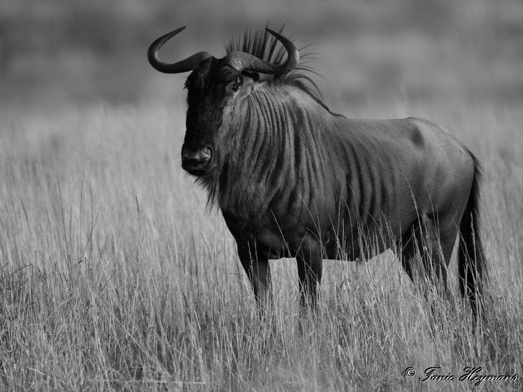 No Vignetting Photo Blue Wildebeest in Kgalagadi desert