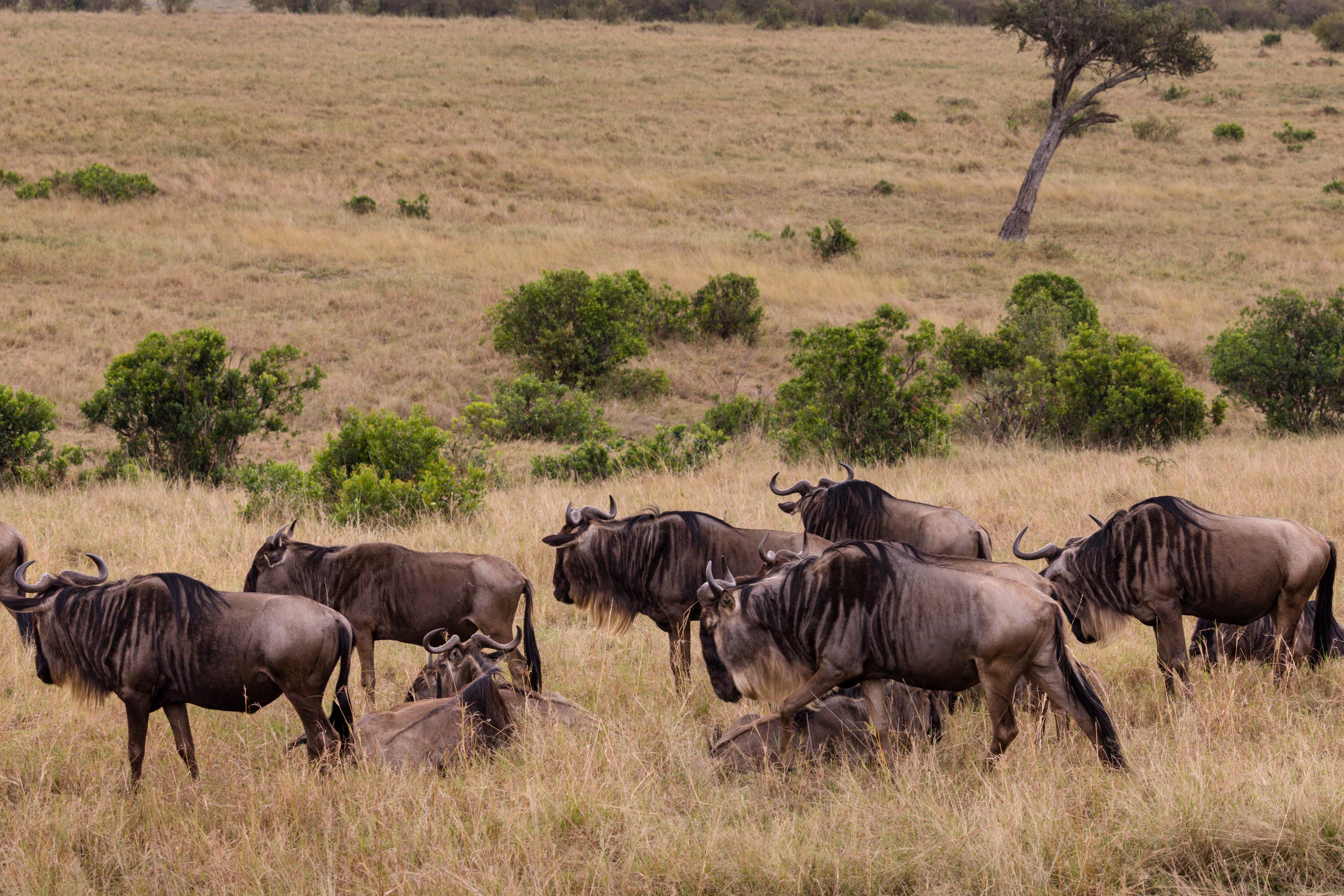 Herd of blue wildebeest walking in savanna · Free