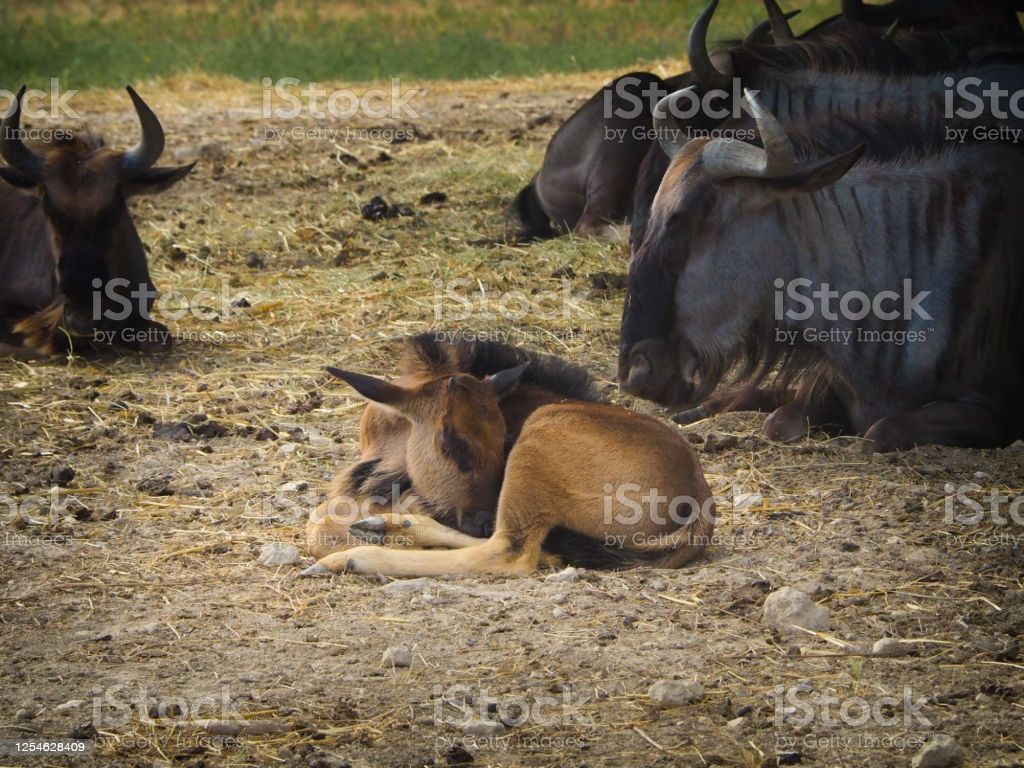 Baby Blue Wildebeest Resting With The Herd Image Now