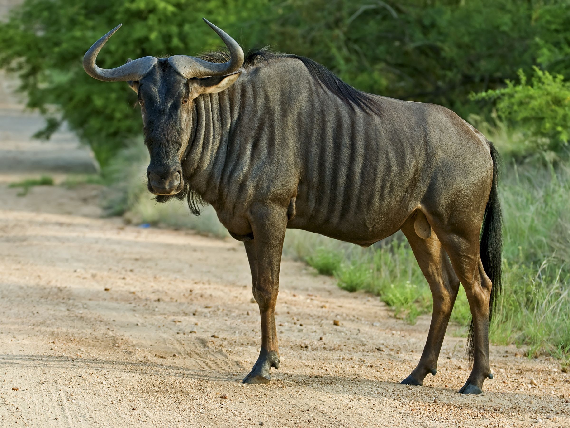 Wildebeest HD Wallpaper and Background Image