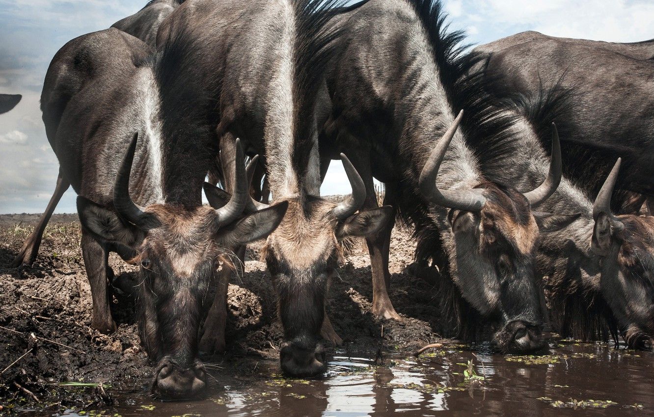 Wallpaper Zambia, Blue wildebeest, Liuwa Plain National Park, Connochaetes taurinus image for desktop, section животные