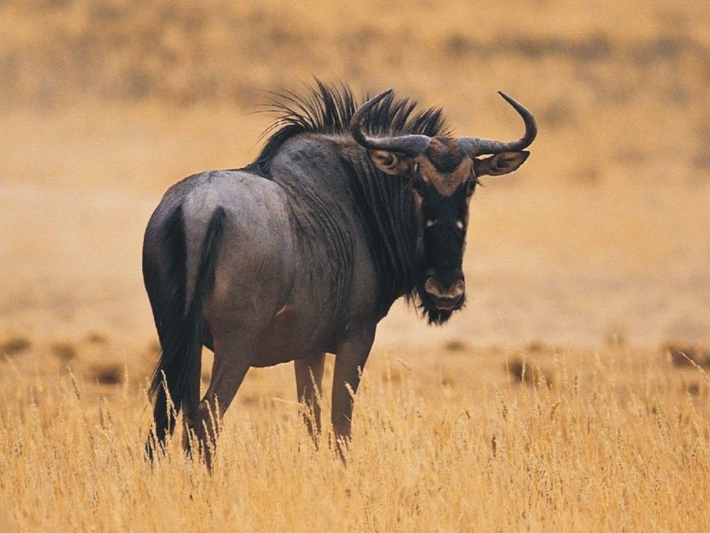The Beauty Of Animals: Wildebeest