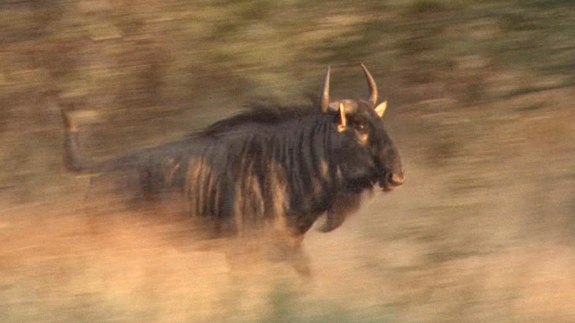 Hunting blue wildebeest