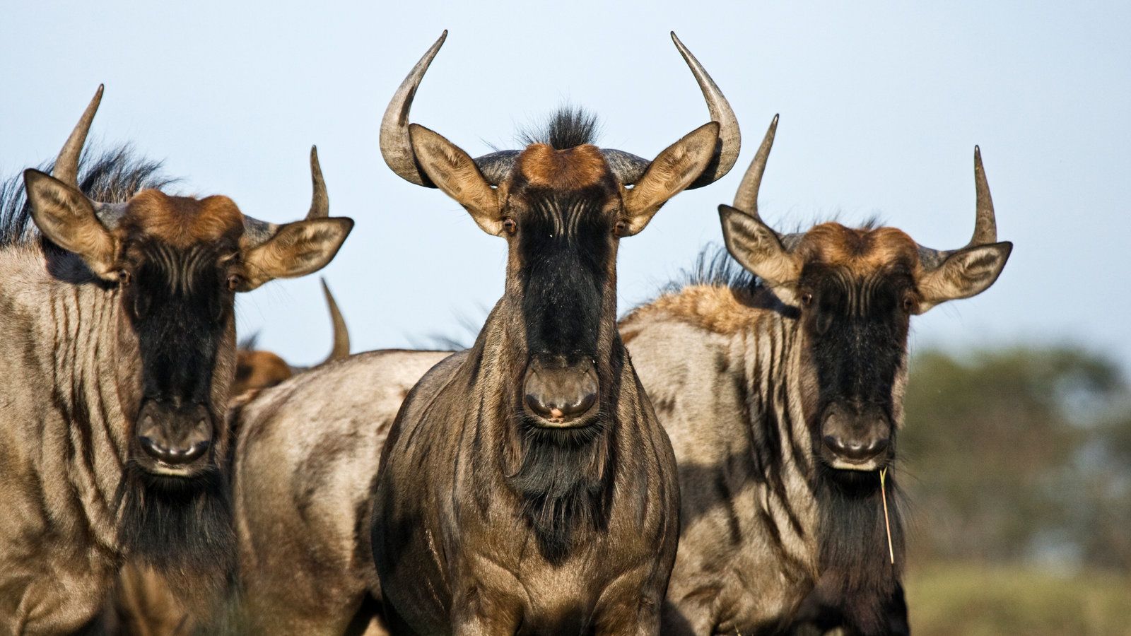 The Wildebeest Is One Highly Toned Machine