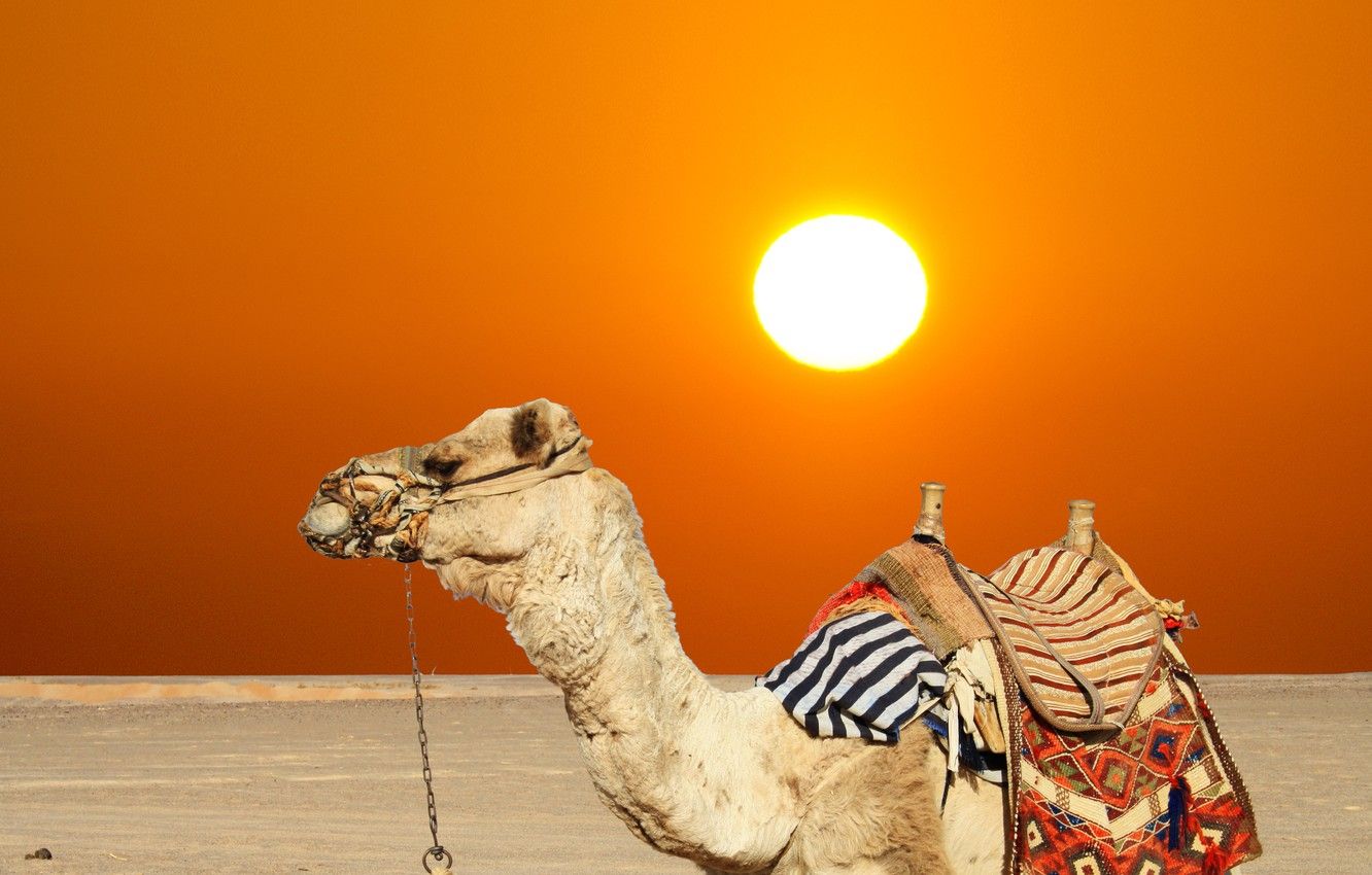 Wallpaper sand, summer, the sun, desert, camel, hot, heat image for desktop, section животные