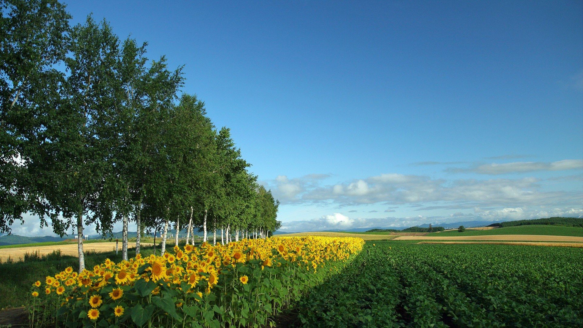 Japan Hokkaido Country Field, Open Field Under Sky1920*1080第10 Desktop Wallpaper