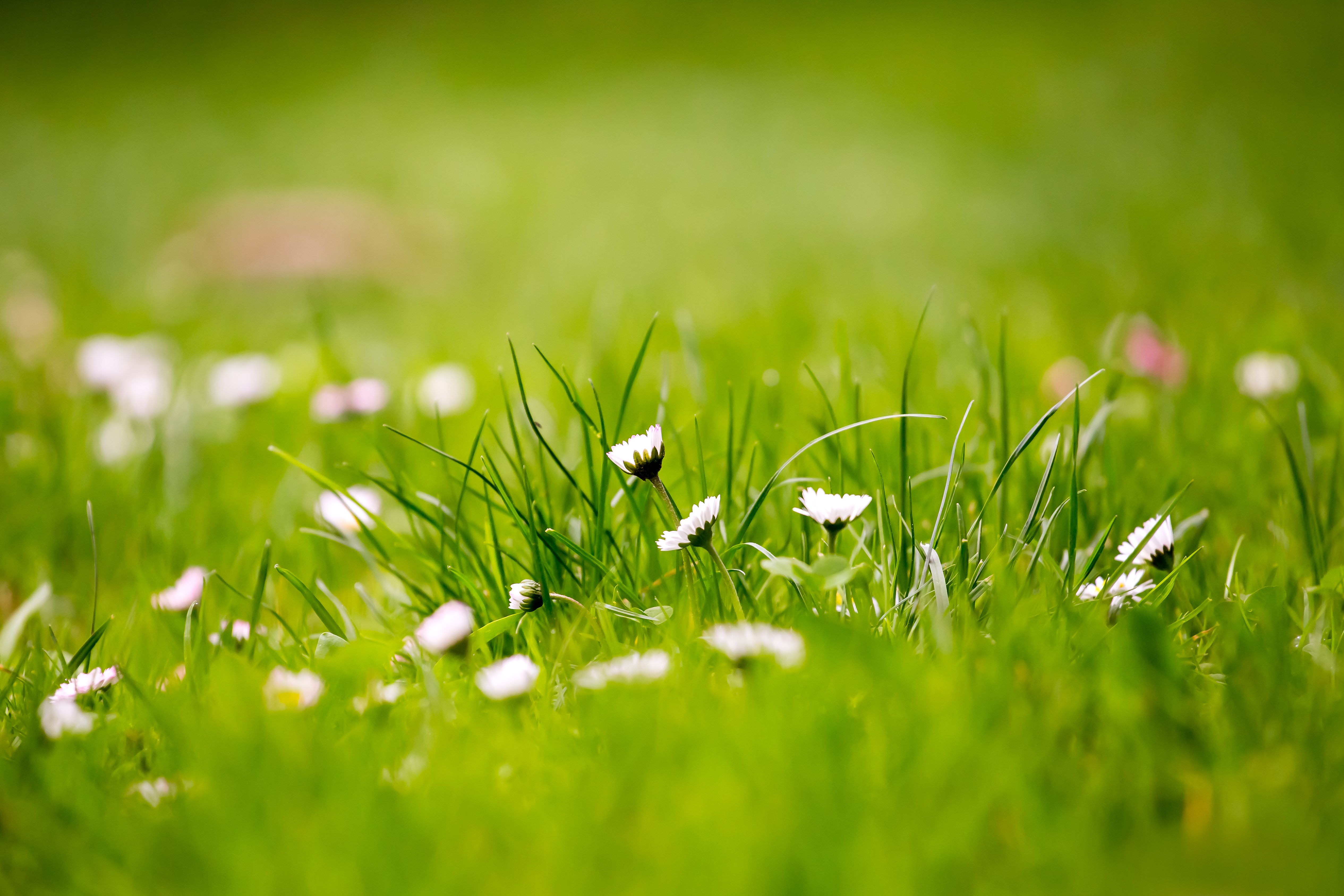 Зеленая трава с цветами