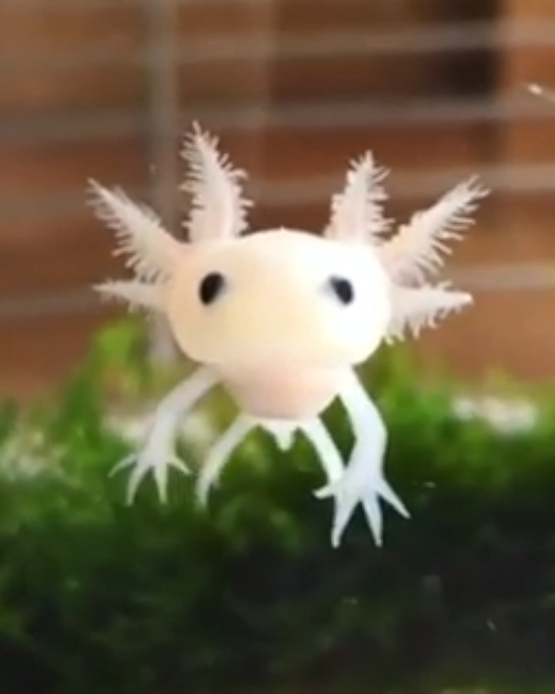 Baby Axolotl Wallpapers - Wallpaper Cave