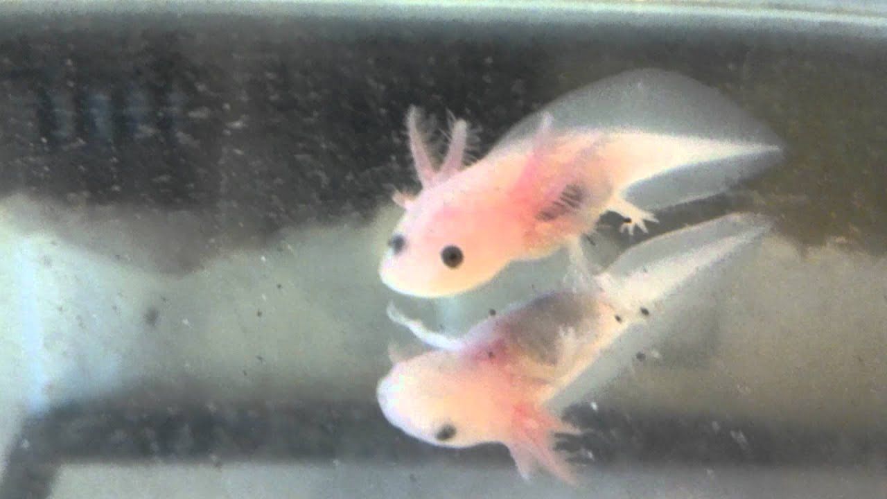 contoh soal pelajaran puisi dan pidato populer: Baby Axolotl Pink