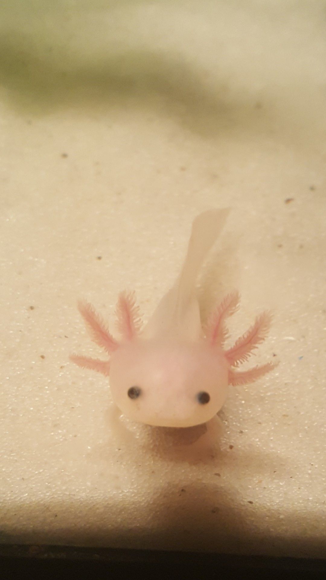 Axolotl , A Leucistic Axolotl Has A White Pink Body Color, Dark Navy Black Eyes, Bright Red Gills, May Or May Not Devel. Axolotl Cute, Animal Photography, Axolotl