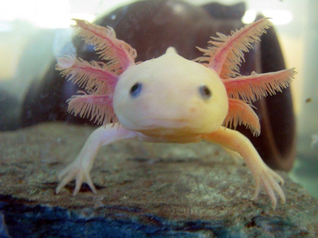 hello thing 1. two baby axolotls arrived yesterday. They ar