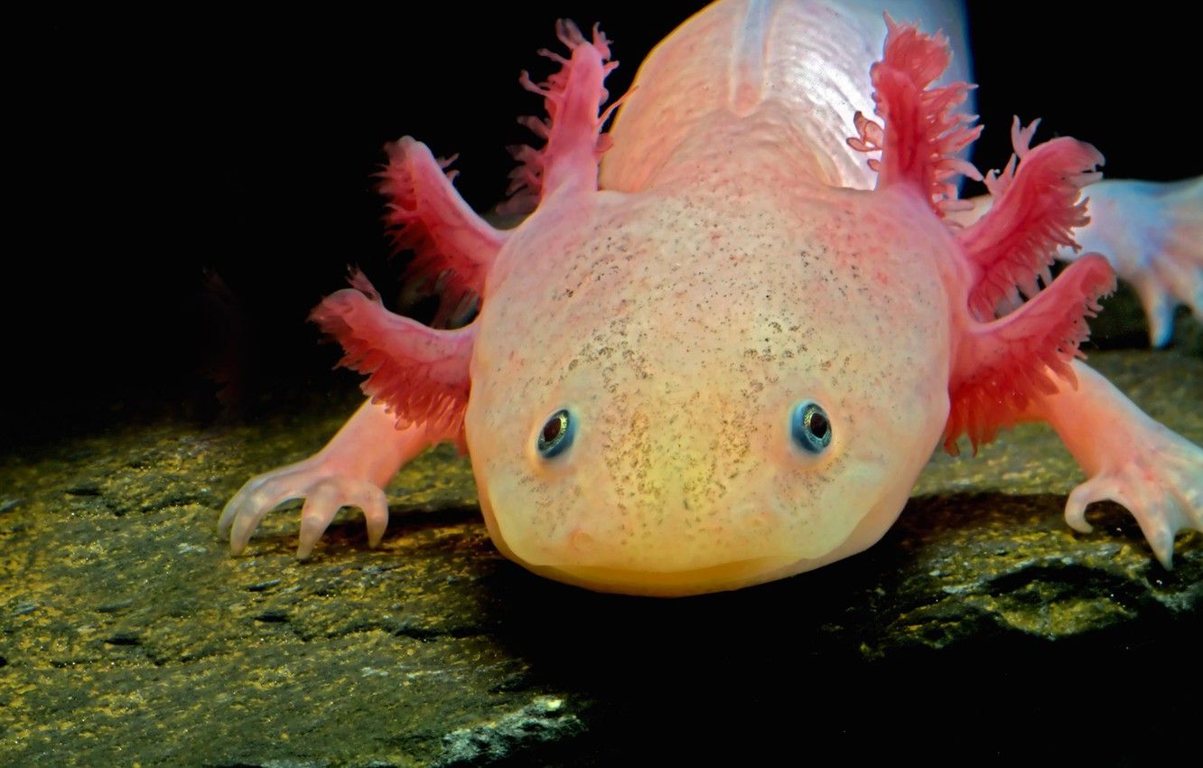 Wallpaper the larva, amphibian, the axolotl image for desktop, section животные