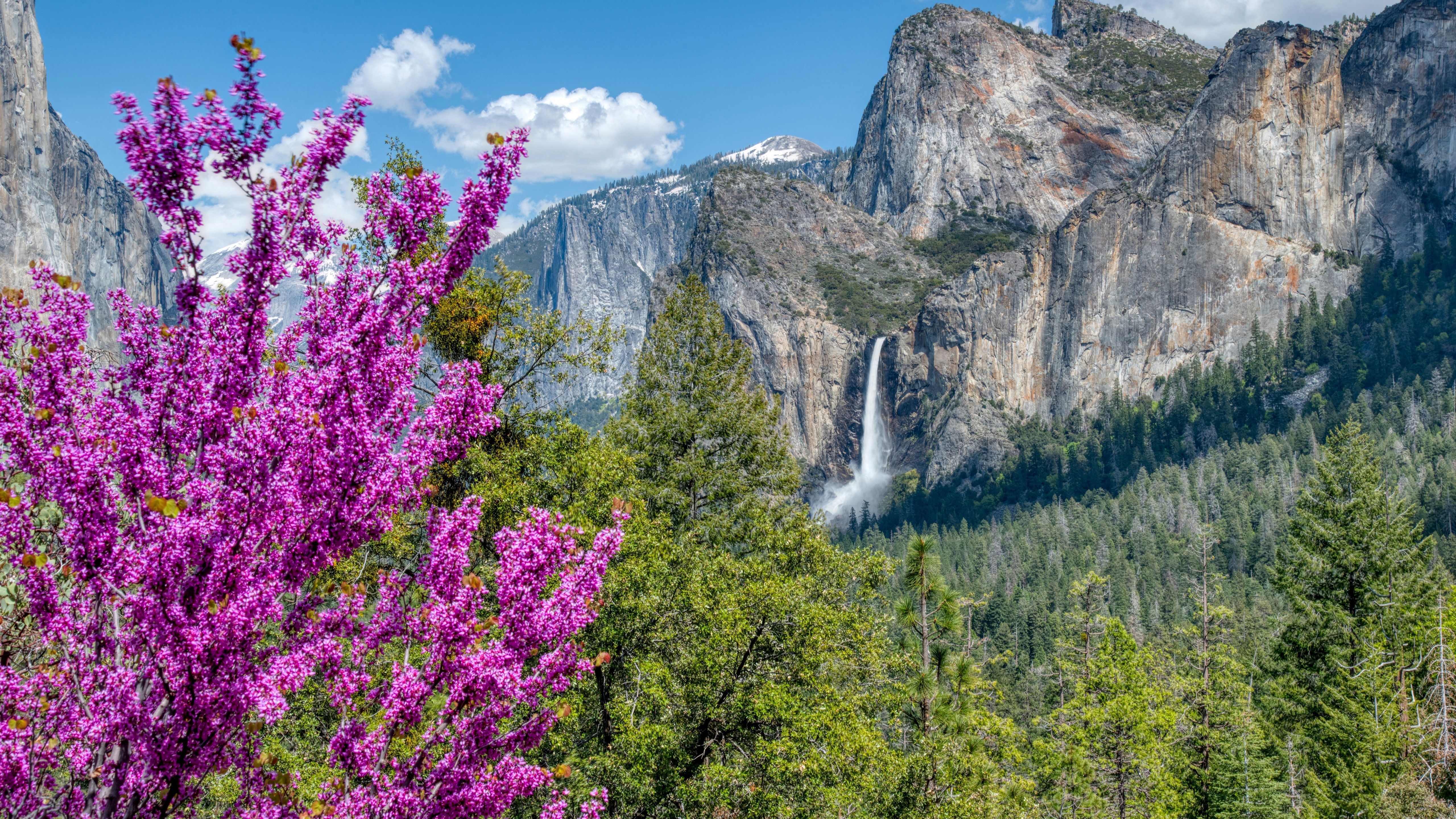Wallpaper Yosemite National Park, Pink Flowers, Forest, National Park, Yosemite Valley