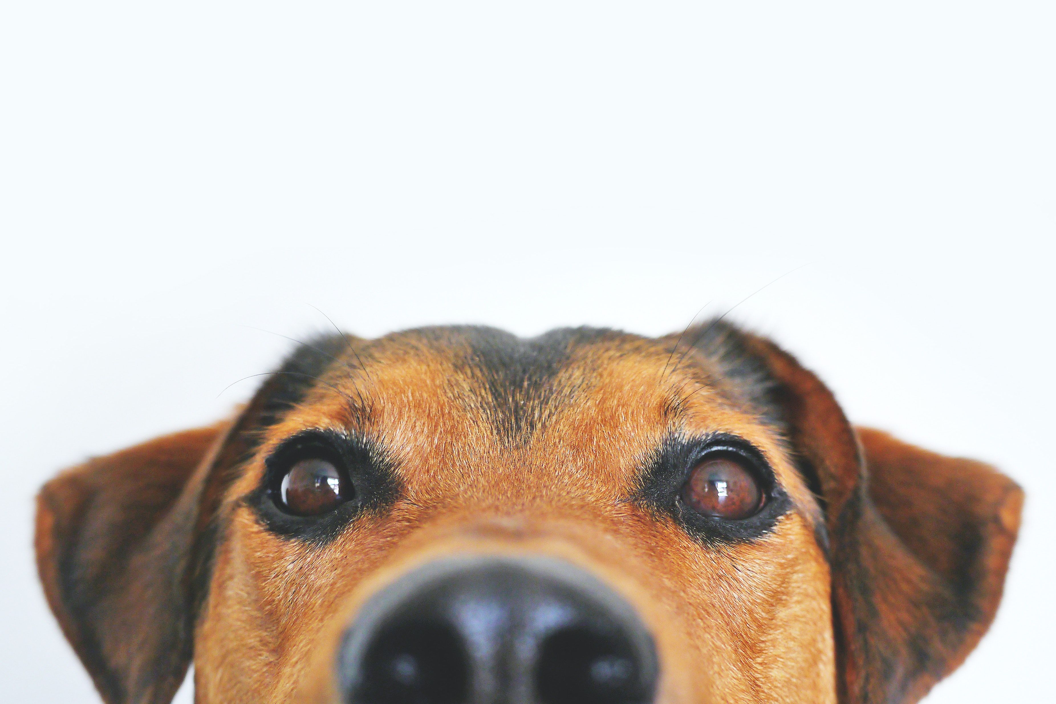 Dog Face Wallpapers Wallpaper Cave