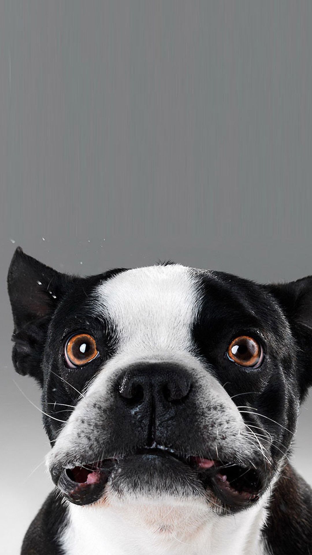 Funny dog faceK wallpaper, free and easy to download