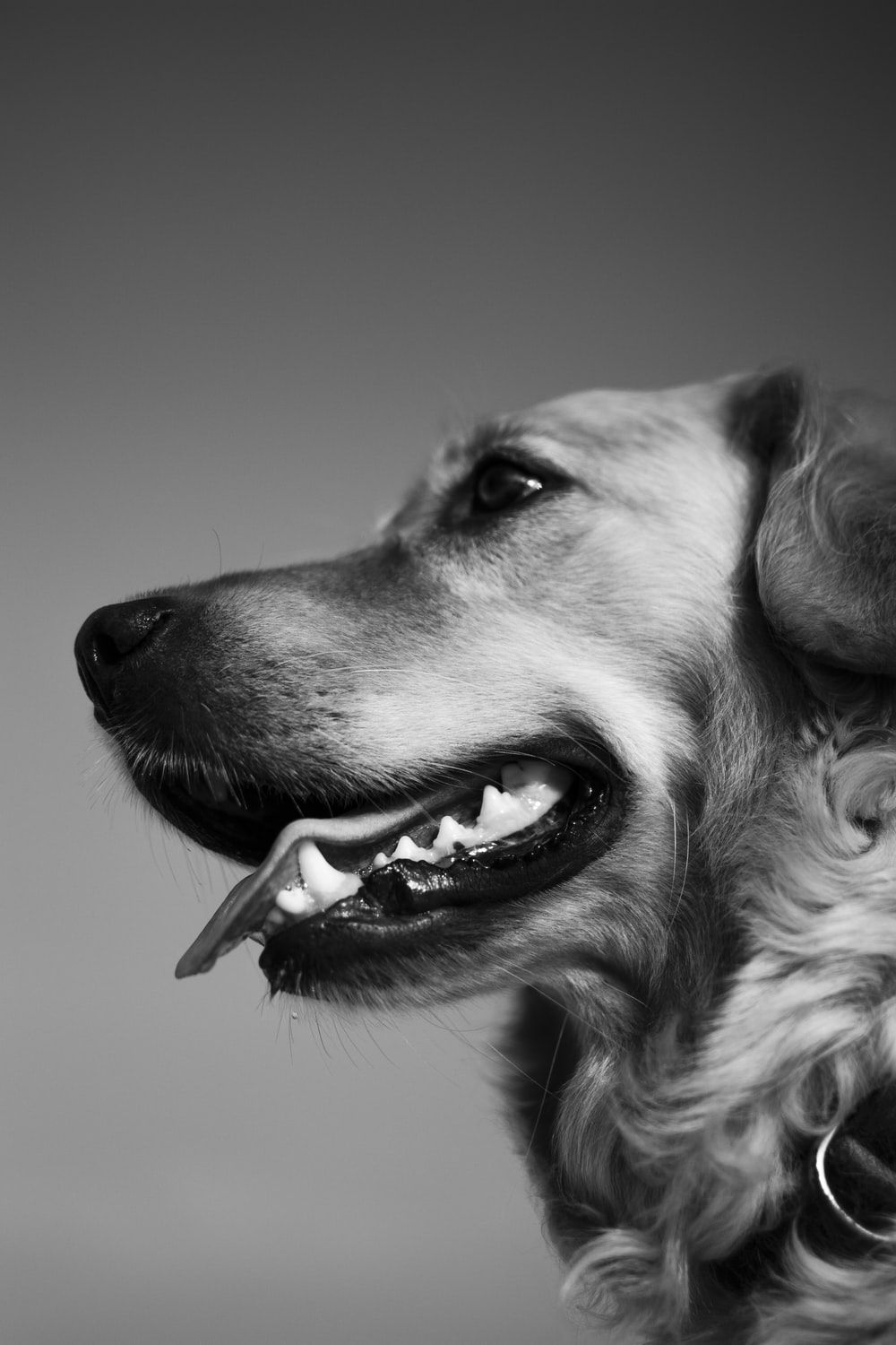 Black And White Dog Picture. Download Free Image