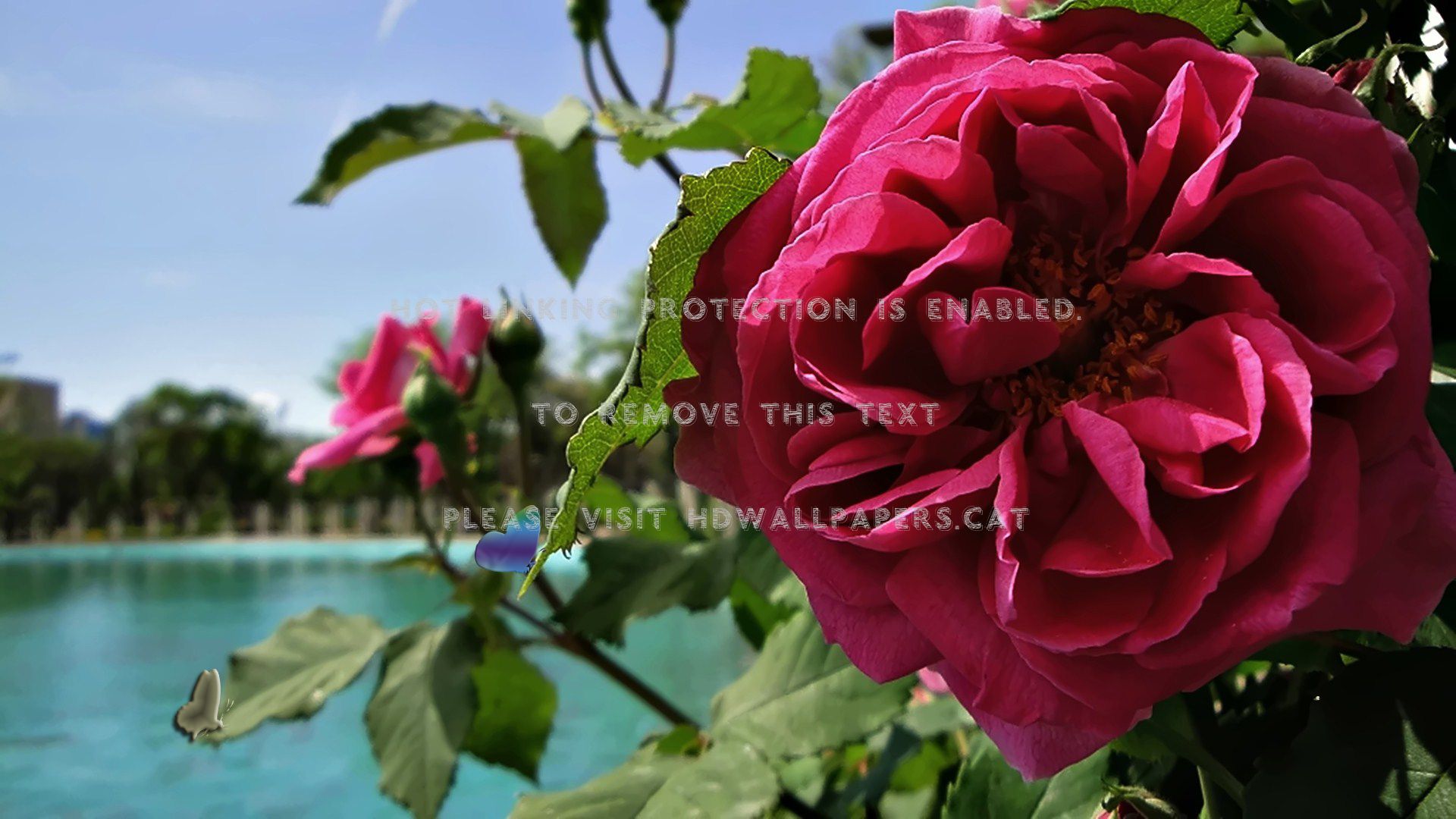 sole latin pop flower accordione summer sun