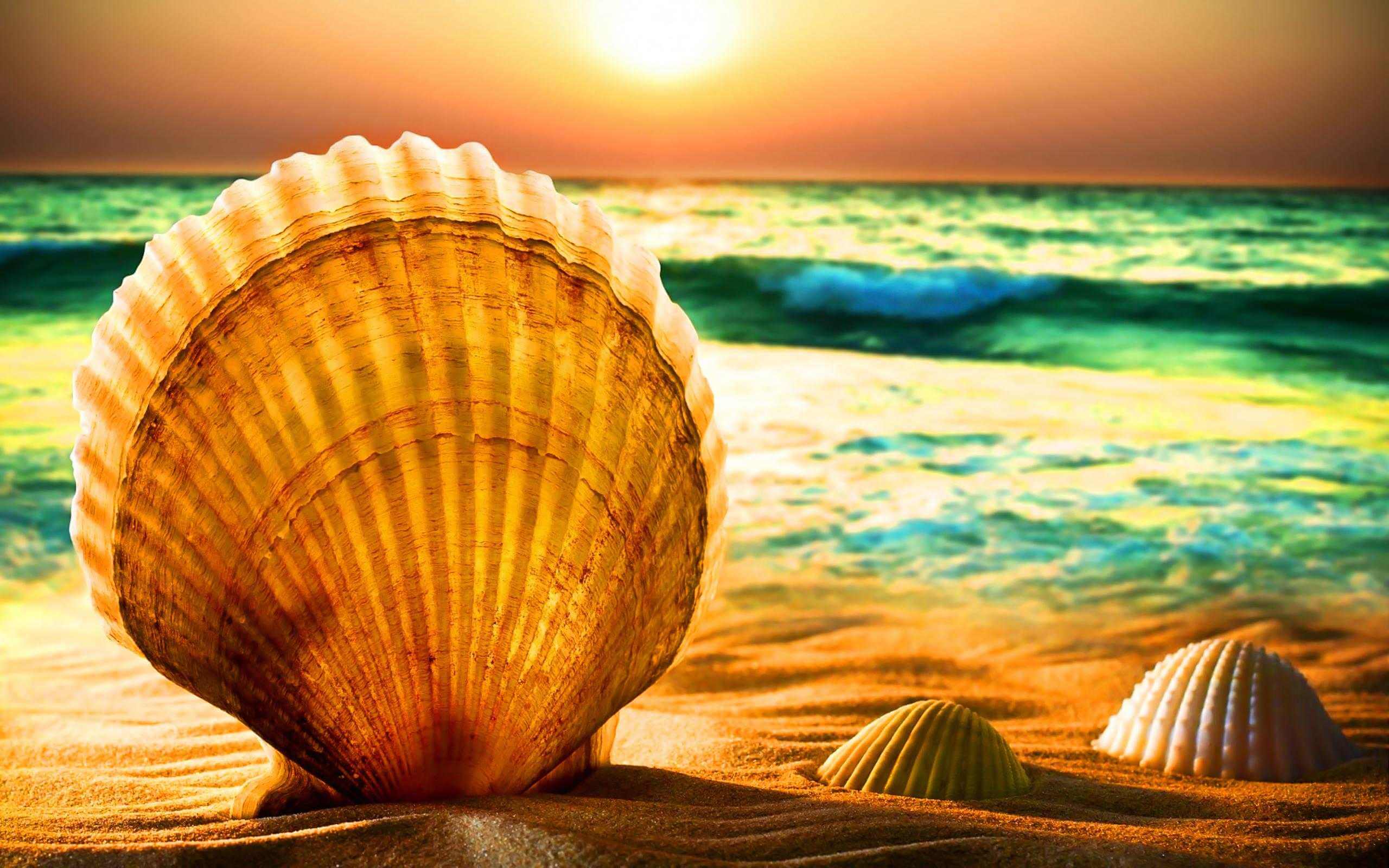 Big shell at the seaside summer wallpaper