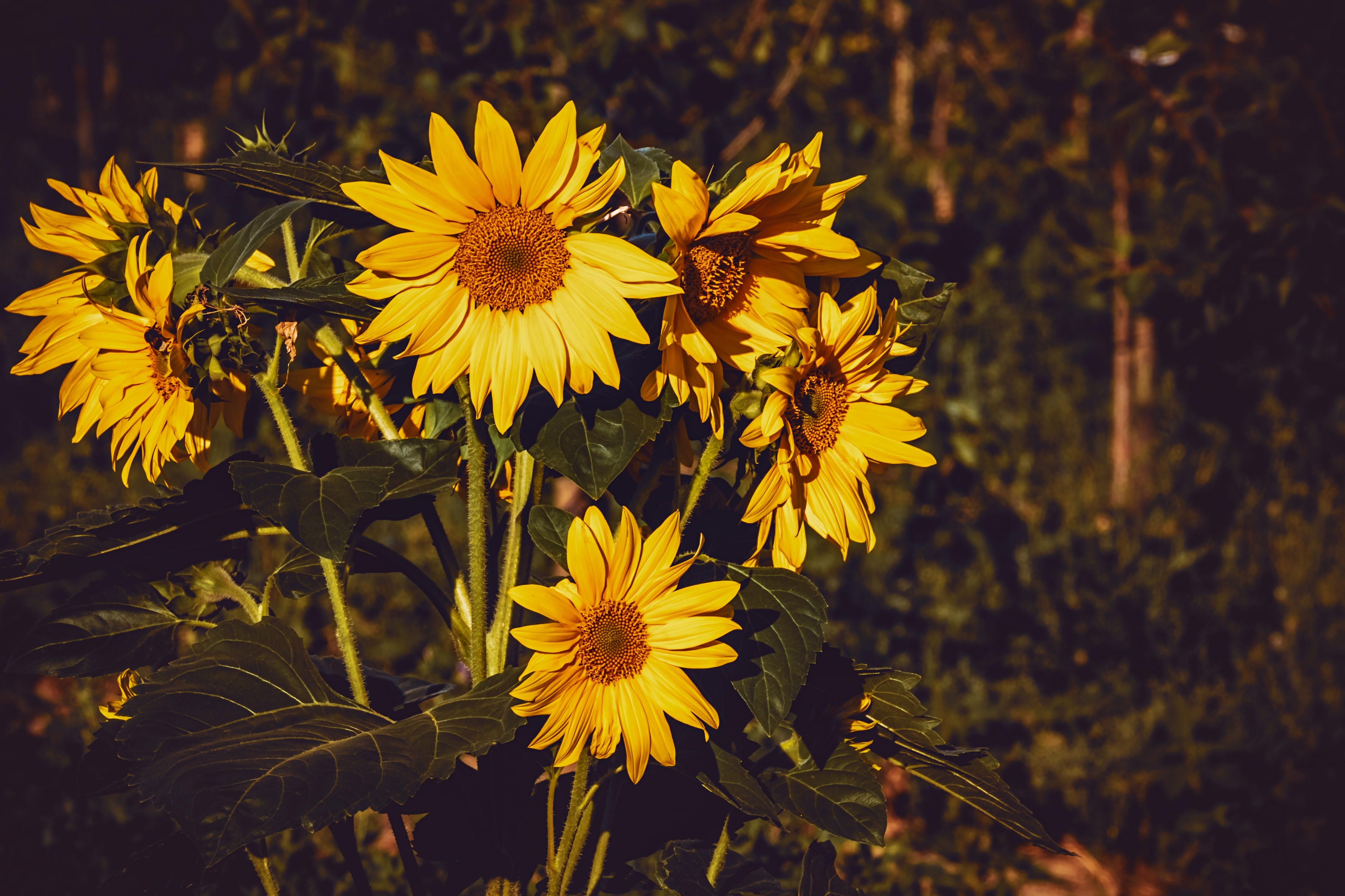Download wallpaper 4896x3264 sunflower, flowers, summer, yellow HD background