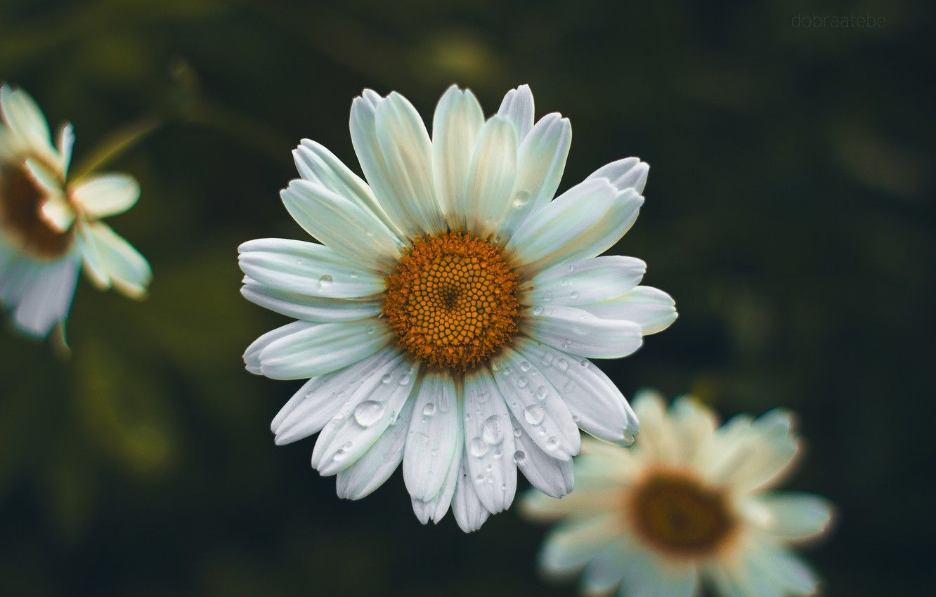 Wallpaper flower, summer, drops, flowers, rain, Daisy, dobraatebe image for desktop, section цветы