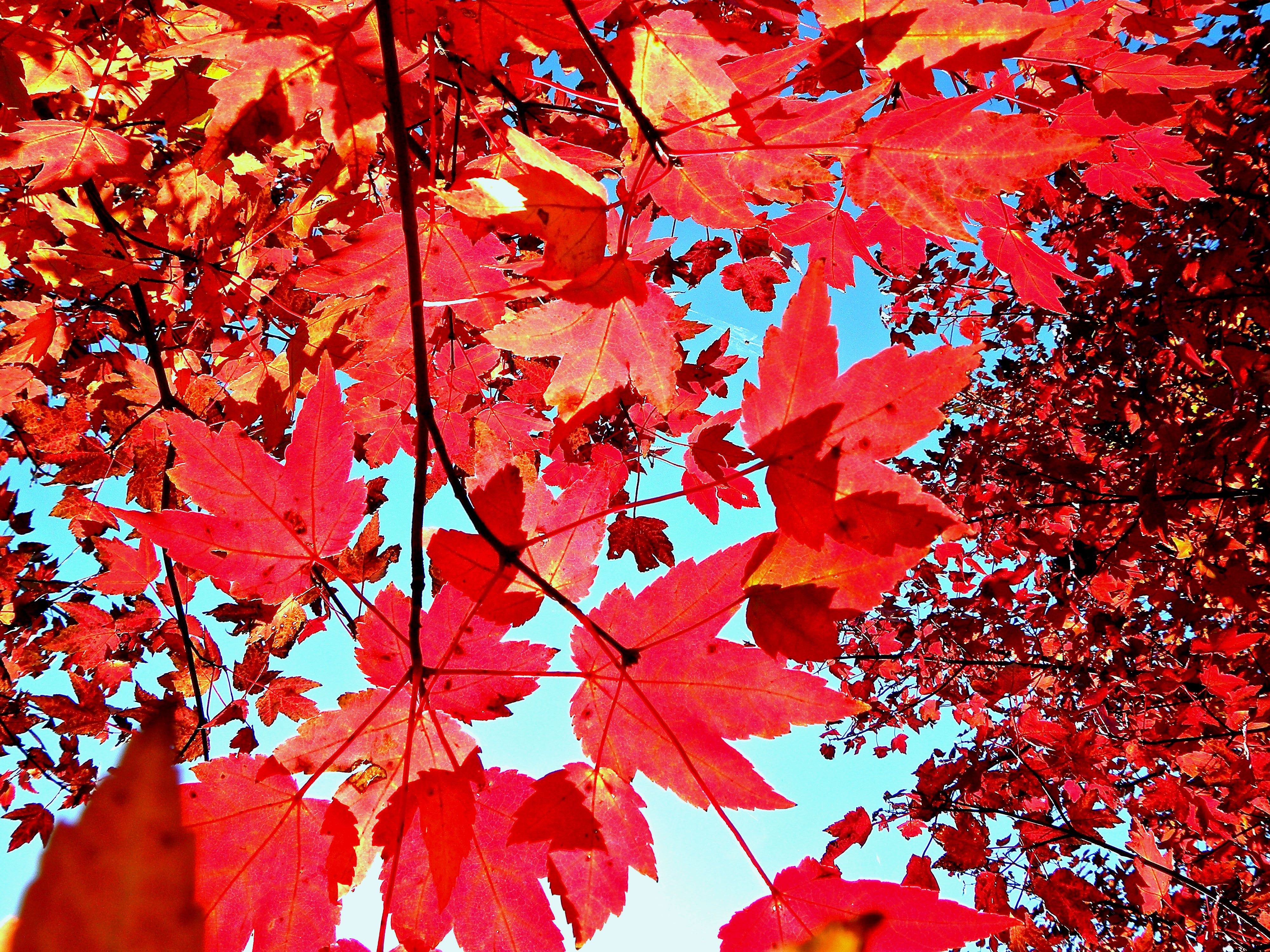 Fall Background Tumblr Laptop