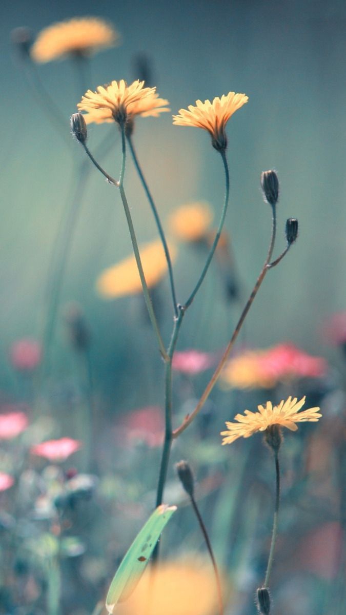 Summer Wallpaper Flowers