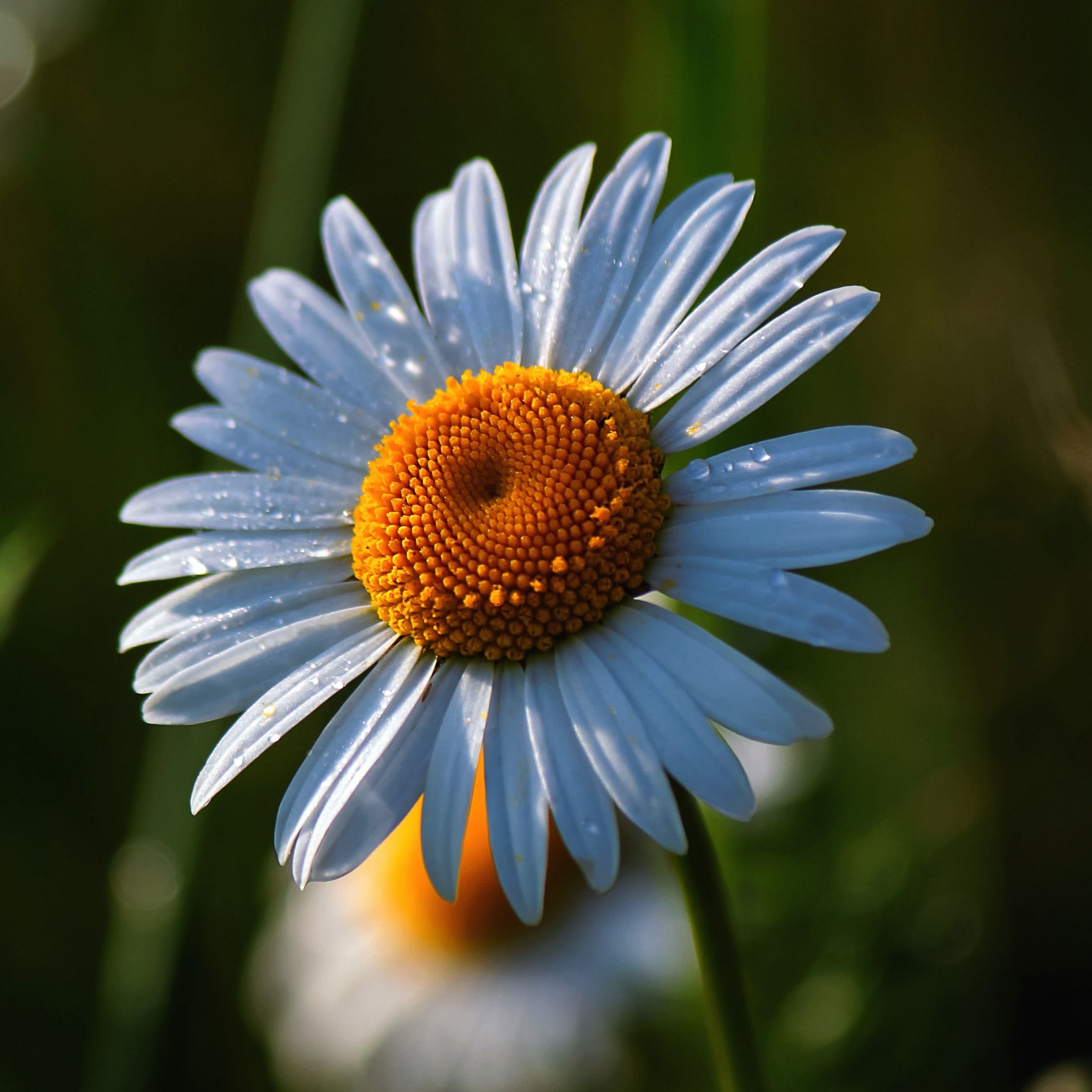 Download 2248x2248 wallpaper daisy, summer, flower, drops, ipad air, ipad air 2, ipad 3, ipad 4, ipad mini 2, ipad mini 3, 2248x2248 HD image, background, 3183